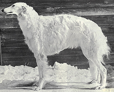 1975 Bitch, Bred by Exhibitor - 4th