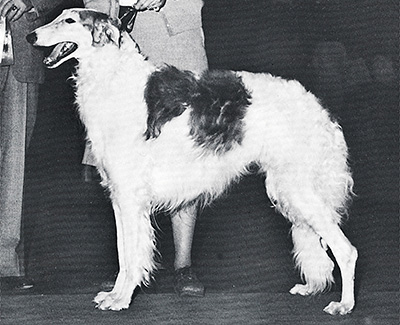 1975 Dog, Amerian Bred - 1st