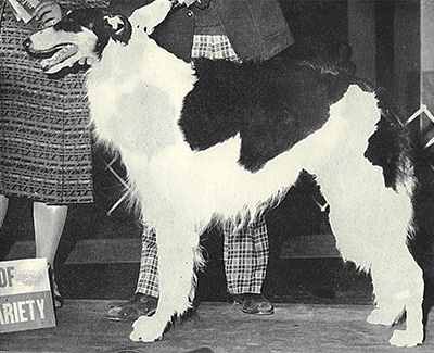 1975 Reserve Winners Dog