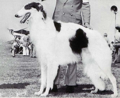 1975 Stud Dog Class - 1st