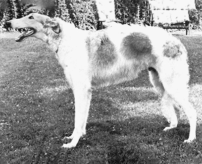 1976 Dog, 9-12 Months 3rd
