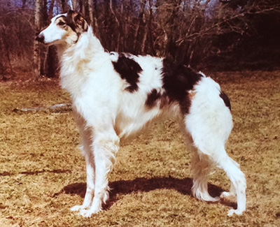 1976 Dog, Amerian Bred - 1st