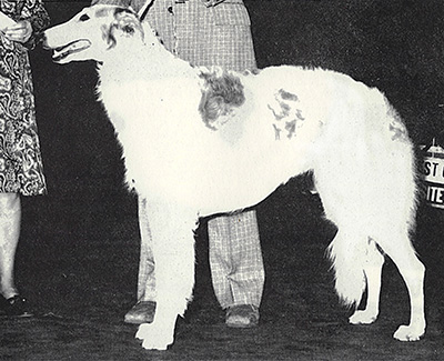 1976 Dog, Bred by Exhibitor - 3rd