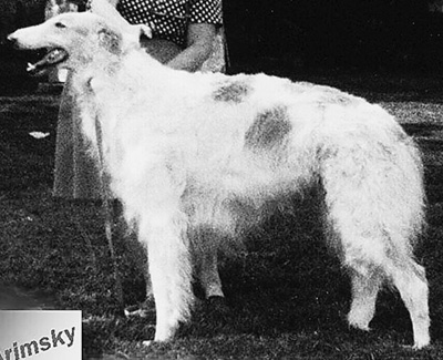 1976 Stud Dog Class - 1st