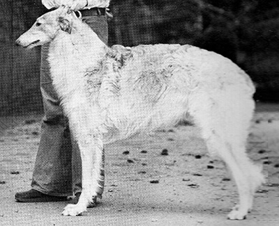 1976 Reserve Winners Dog