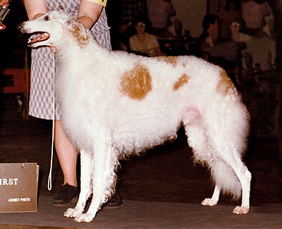 1976 Stud Dog Class - 1st