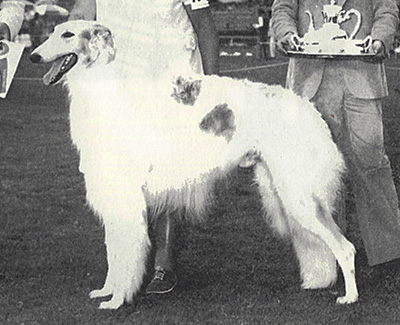 1976 Stud Dog Class - 2nd