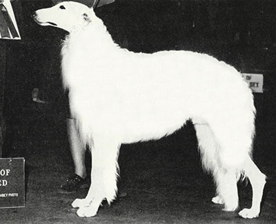 1976 Stud Dog Class - 3rd