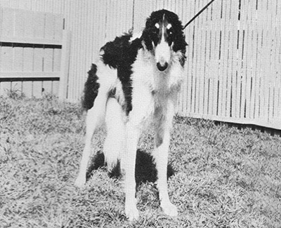 1976 Sweepstakes Dog, 12 months and under 18 - 4th
