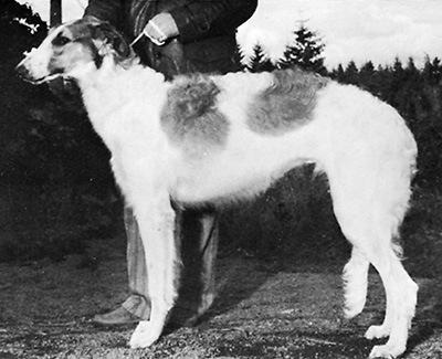 1976 Sweepstakes Dog, 6 months and under 9 - 1st