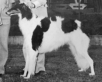 1976 Dog, Bred by Exhibitor - 1st