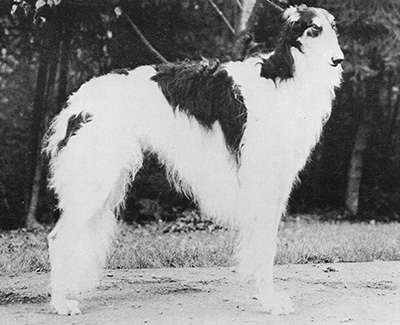 1976 Stud Dog Class - 1st