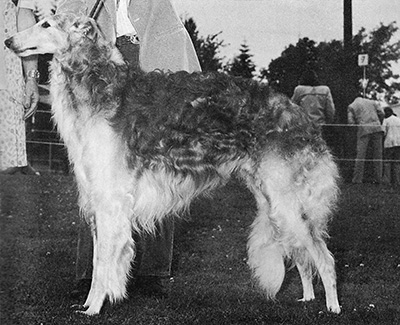 1976 Stud Dog Class - 2nd