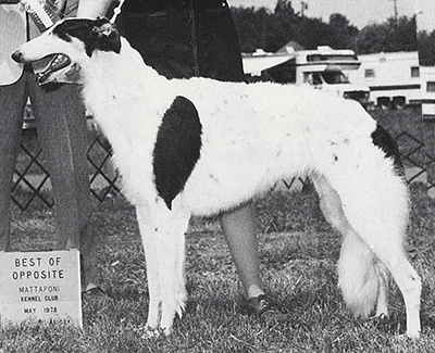 1977 Bitch, Amerian Bred - 4th