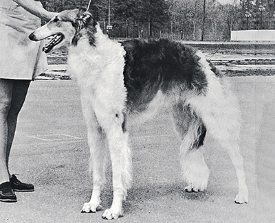 1977 Dog, 9 months and under 12 - 1st