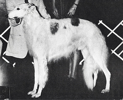 1977 Dog, Amerian Bred - 1st