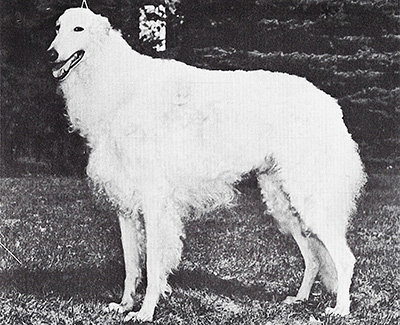 1977 Dog, Amerian Bred - 3rd