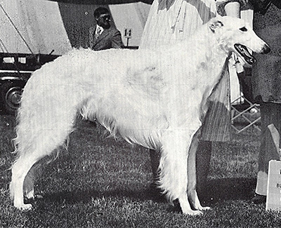 1977 Dog, Amerian Bred - 4th