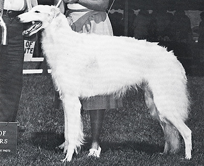 1977 Dog, Open - 3rd