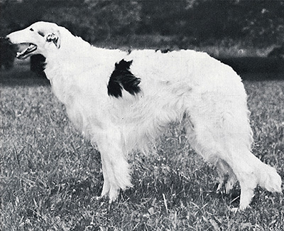 1977 Veteran Dog - 1st