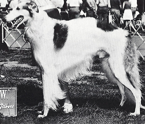 1977 Stud Dog Class - 2nd