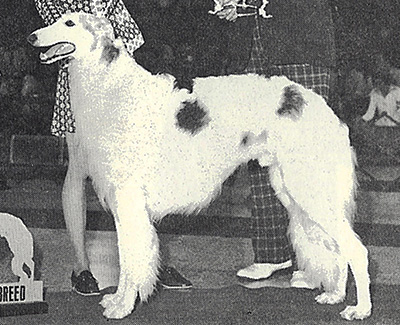 1977 Stud Dog Class - 3rd