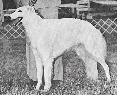 1978 Bitch, Amerian Bred - 3rd