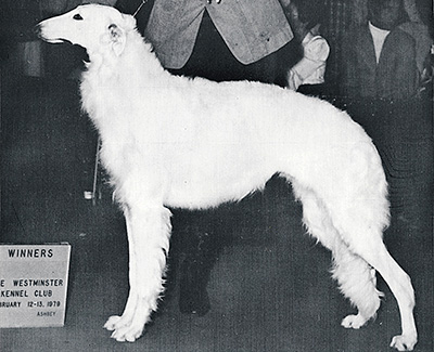 1978 Bitch, Bred by Exhibitor - 1st