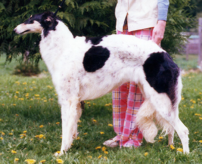 1978 Brood Bitch Class - 1st