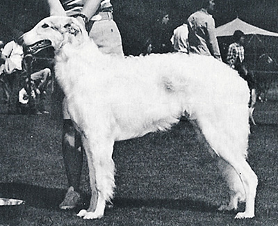 1978 Dog, 6 months and under 9 - 2nd