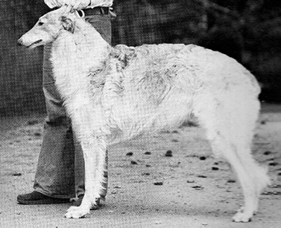 1978 Dog, Amerian Bred - 1st