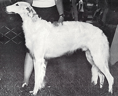 1978 Dog, Amerian Bred - 3rd