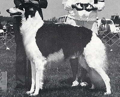 1978 Dog, Amerian Bred - 4th