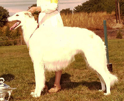 1978 Dog, Bred by Exhibitor - 1st