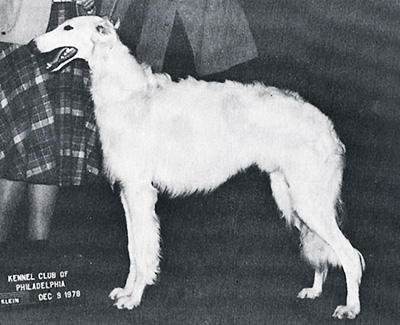 1978 Dog, Bred by Exhibitor - 2nd
