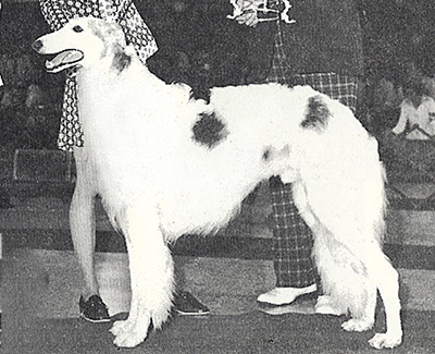 1978 Veteran Dog - 1st