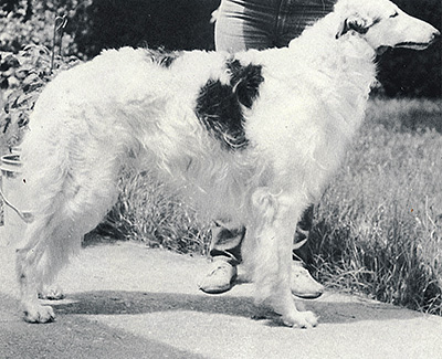 1978 Veteran Dog - 2nd