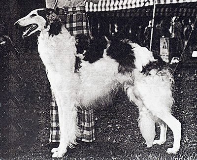 1978 Reserve Winners Dog