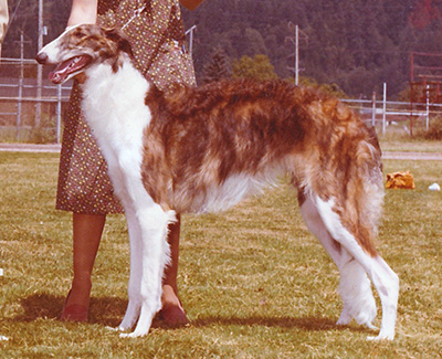 1978 Bitch, Bred by Exhibitor - 2rd