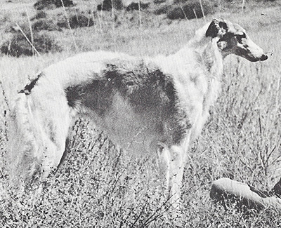 1979 Bitch, Amerian Bred - 1st