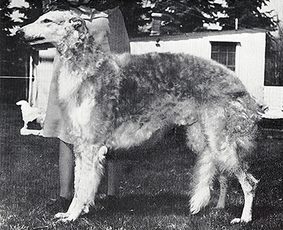 1979 Dog, Amerian Bred - 1st