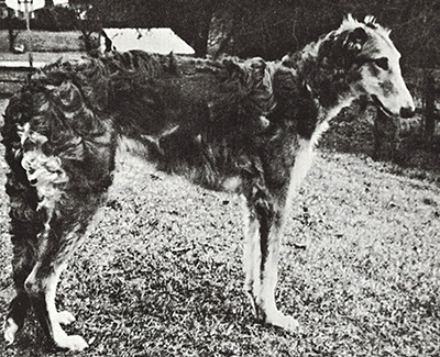 1979 Dog, Amerian Bred - 2nd