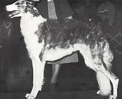 1979 Dog, Open - 1st