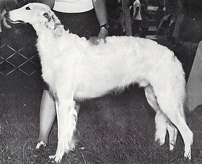 1979 Dog, Open - 3rd