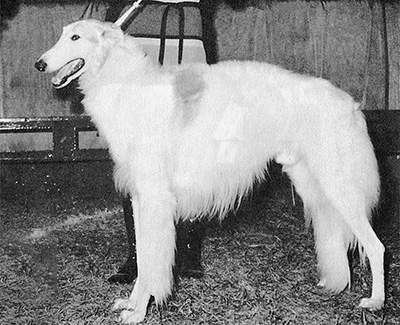 1979 Veteran Dog - 2nd