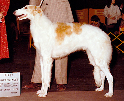 1979 Dog, 6 months and under 9 - 1st