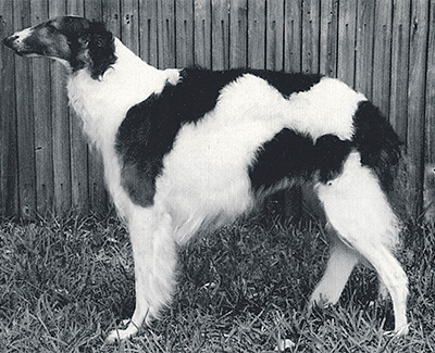 1980 Bitch, Bred by Exhibitor - 4th