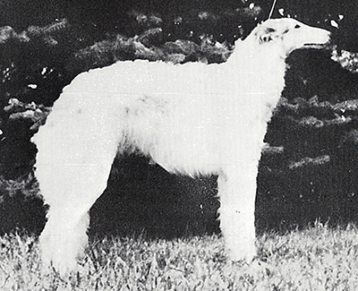 1980 Dog, Amerian Bred - 2nd