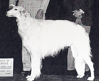 1980 Veteran Dog - 3rd