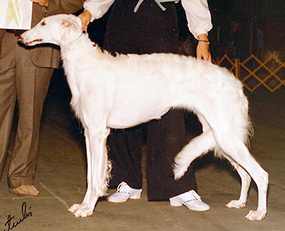 1981 Bitch, Bred by Exhibitor - 4th